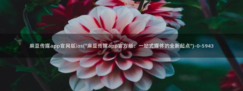 麻豆视频内容聚合